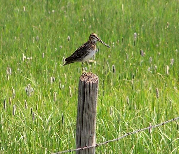 Common Snipe. Photo by Pinedale Online.