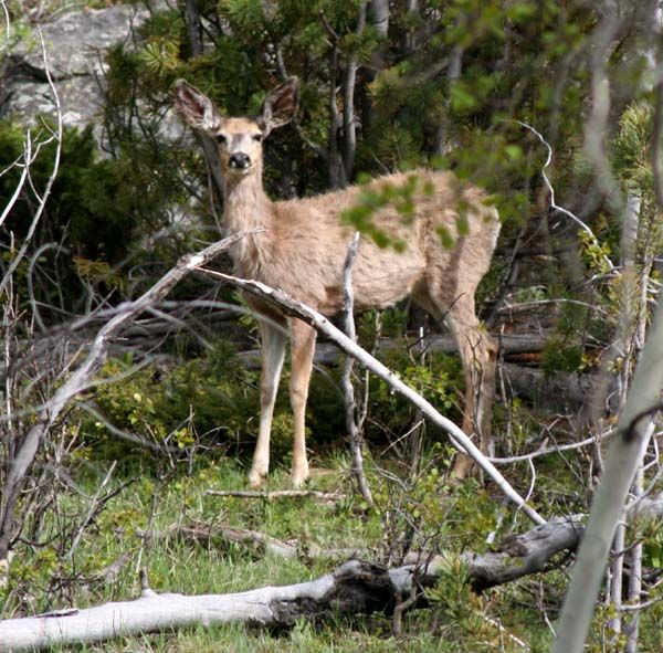 Deer in the trees. Photo by Pinedale Online.