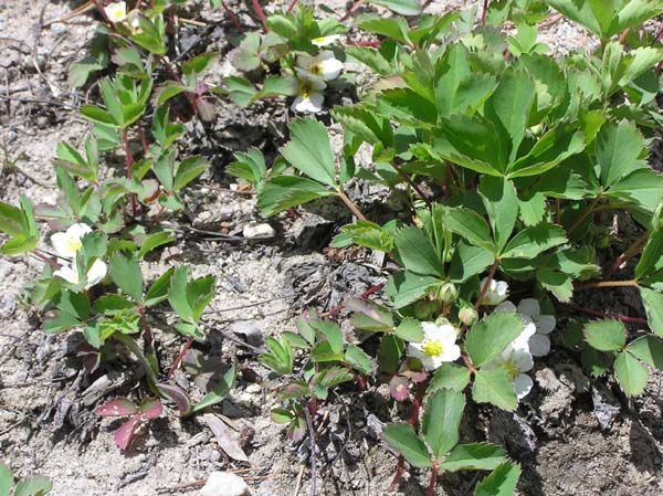 Wild Strawberries. Photo by Pinedale Online.