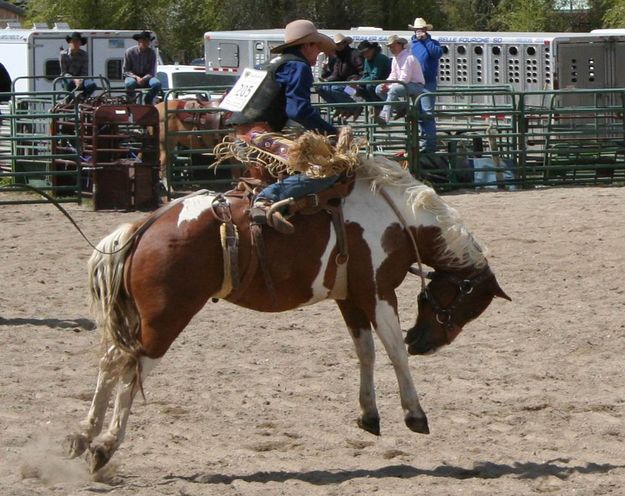 Saddle Bronc Rider. Photo by Pinedale Online.