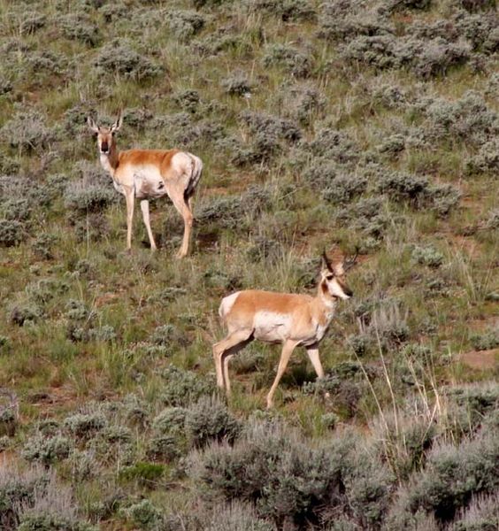 Scab Creek Antelope. Photo by Pinedale Online.