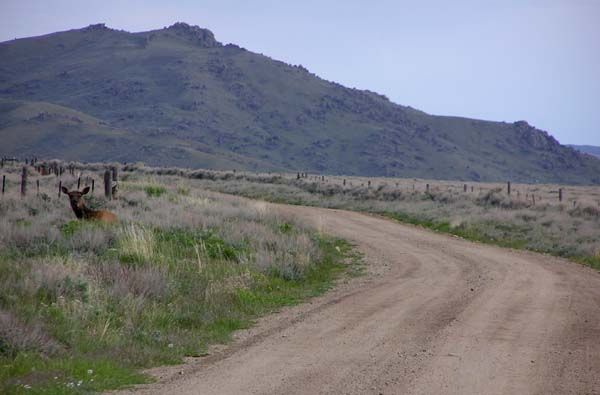 Elk resting next to road. Photo by Pinedale Online.