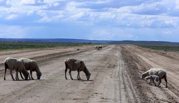 Sheep on road. Photo by Pinedale Online.