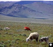 One Red Sheep. Photo by Pinedale Online.