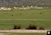 Relaxing Elk. Photo by Pinedale Online.