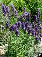 Purple Fringe. Photo by Pinedale Online.