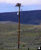 Osprey nest. Photo by Pinedale Online.