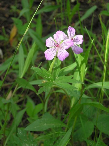 Pretty Wildflowers. Photo by Pinedale Online.