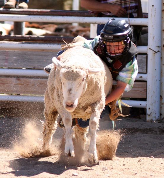 Sheep Riding. Photo by Pinedale Online.