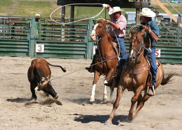 Turn for the Heeler. Photo by Pinedale Online.