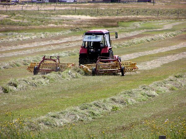 Raking. Photo by Dawn Ballou, Pinedale Online.