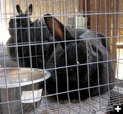 Cute Bunnies. Photo by Pinedale Online.