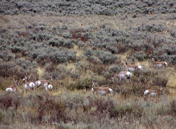 Antelope in Beaver Creek Valley. Photo by Pinedale Online.