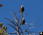 Bald Eagles. Photo by Arnold Brokling.