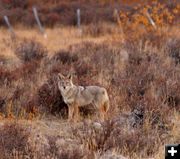 Coyote. Photo by Clint Gilchrist, Pinedale Online.