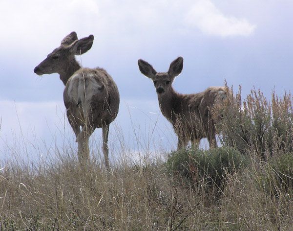 Deer are on the move. Photo by Pinedale Online.