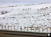 Wildlife near highway. Photo by Pinedale Online.