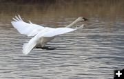 Trumpeter Swan. Photo by Mark Gocke, WGFD.