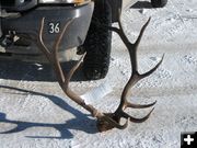 Poached bull elk. Photo by WY Game & Fish.