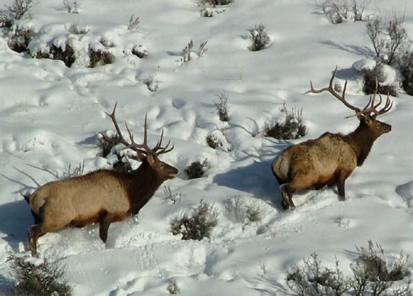 Bull Elk. Photo by Green River Outfitters.