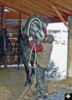 Getting the horses ready. Photo by Barbara Ellwood.