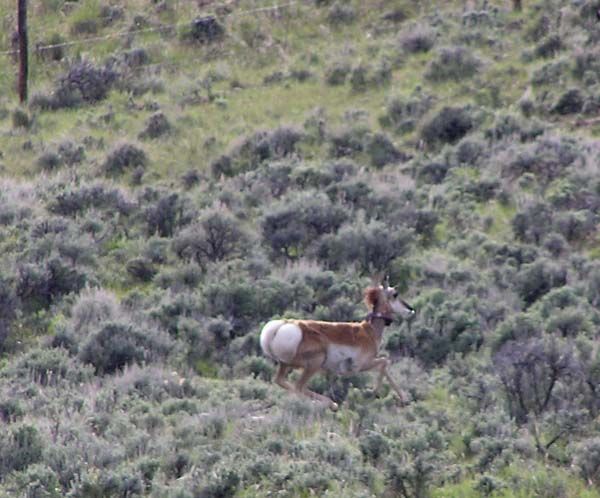 Collared antelope. Photo by Pinedale Online.