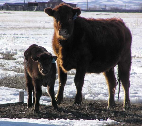 Animal ID System. Photo by Pinedale Online.