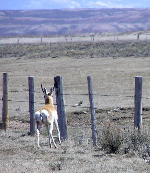 Antelope fence block. Photo by Pinedale Online.