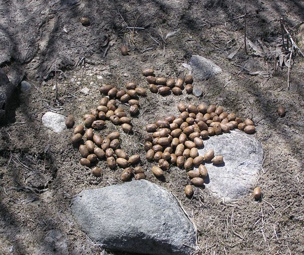 Moose poop. Photo by Pinedale Online.