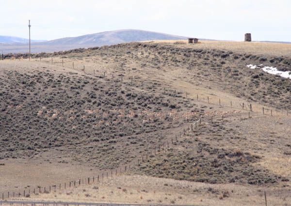 Spot the way out. Photo by Clint Gilchrist, Pinedale Online.