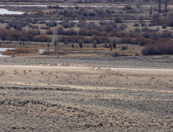 Main group crosses. Photo by Clint Gilchrist, Pinedale Online.