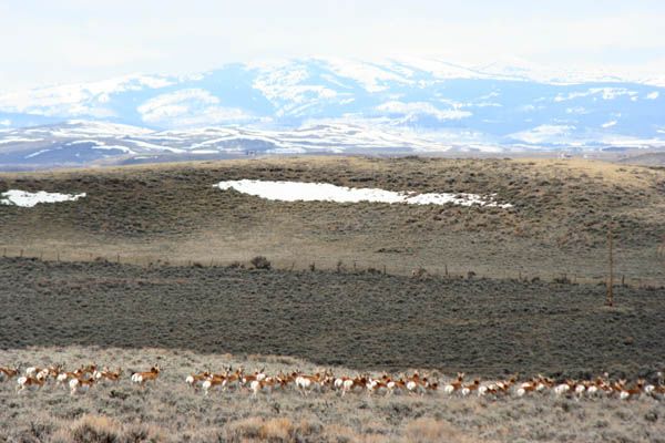 On the move. Photo by Clint Gilchrist, Pinedale Online.