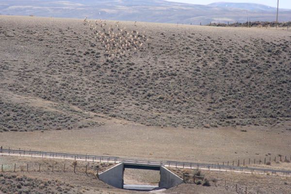 Antelope at Trappers Point. Photo by Clint Gilchrist, Pinedale Online.