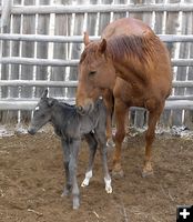 New filly. Photo by Pinedale Online.