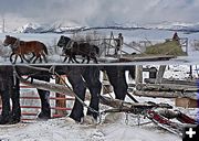 Hay Rack Hitch. Photo by Barbara Ellwood.