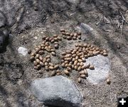 Moose poop. Photo by Pinedale Online.