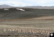 Pronghorn group. Photo by Clint Gilchrist, Pinedale Online.