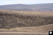 Following the fence line. Photo by Clint Gilchrist, Pinedale Online.