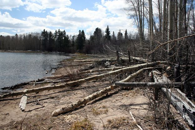 Distructive Beaver. Photo by Pinedale Online.