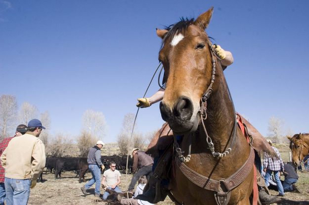 A roper needs to have a good horse so that it doesn't run over the wresters or calves while doing it's job.. Photo by Tara Bolgiano.