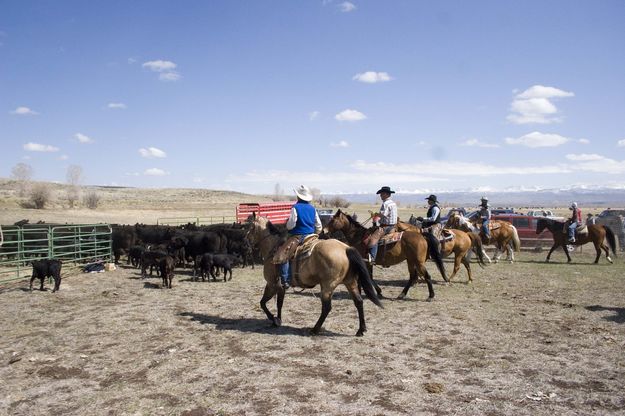 Bringing the second herd into the pen. Photo by Tara Bolgiano.