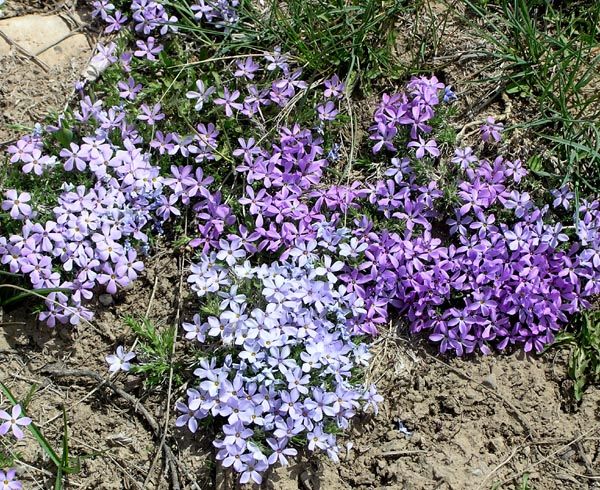 Purple Phlox. Photo by Pinedale Online.