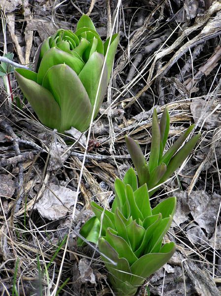 Baby Balsamroots. Photo by Dawn Ballou, Pinedale Online.