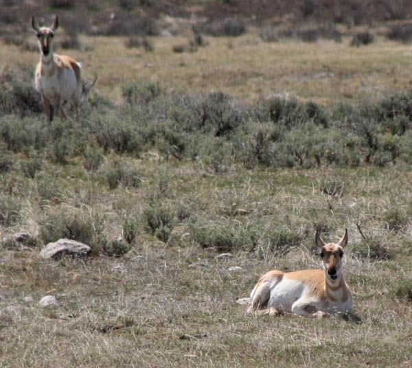 Pregnant Antelope. Photo by Clint Gilchrist, Pinedale Online.