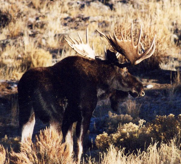 Trophy Bull Moose. Photo by Bald Mountain Outfitters.