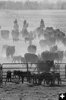 Bringing the cattle into be branded . Photo by Tara Bolgiano.