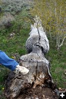 Large Aspen. Photo by Pinedale Online.