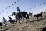 A cowboy drags a calf into the branding area. Photo by Tara Bolgiano.