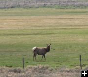 Homestead Elk. Photo by Clint Gilchrist, Pinedale Online.