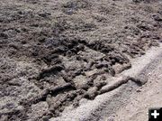 Rodent tunnels. Photo by Dawn Ballou, Pinedale Online.